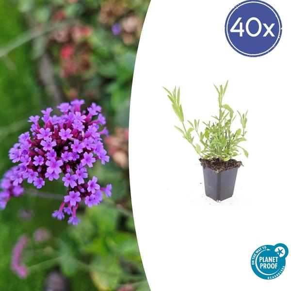 Verbena Bonariensis - IJzerhard - ↕10-25cm - Ø9cm - Borderplant - 40x