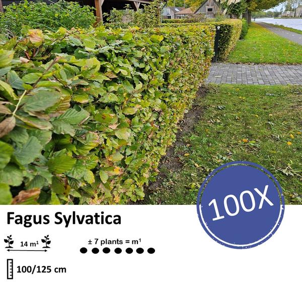 Fagus Sylvatica - Beukenhaag - Blote wortel - ↕100-125cm - 100x