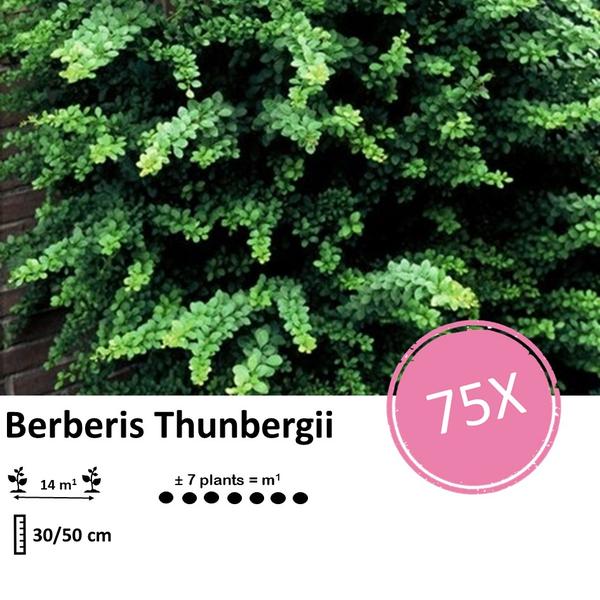 Berberis thunbergii - Zuurbes - ↕30-50cm - blote wortel - 75x