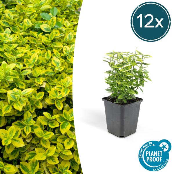 Euonymus Fortunei 'Emerald 'n Gold’ - Japanse Kardinaalsmuts - ↕10-25cm - Ø9cm - Bodembedekker - 12x
