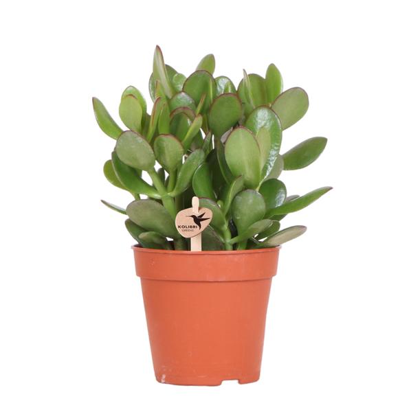 Crassula Ovata - Vetplant - Ø12cm - Kolibri Greens