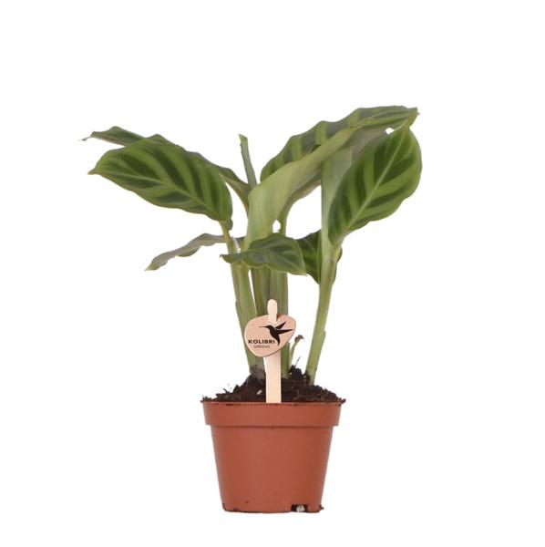 Calathea - Groene kamerplant - Ø6cm - Kolibri Greens