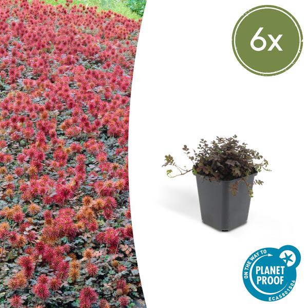 Acaena Microphylla 'Kupferteppich' - Stekelnootje - ↕10-25cm - Ø9cm - Bodembedekker - 6x