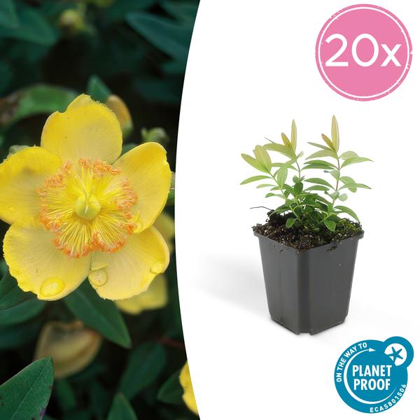 Hypericum Calycinum - ↕10-25cm - Ø9cm - Hertshooi - Bodembedekker - 20x