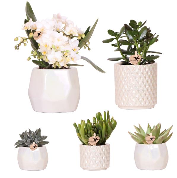 Set planten + sierpotten voor tafelaankleding diner - Ø9cm & Ø6cm | bloeiende kamerplanten