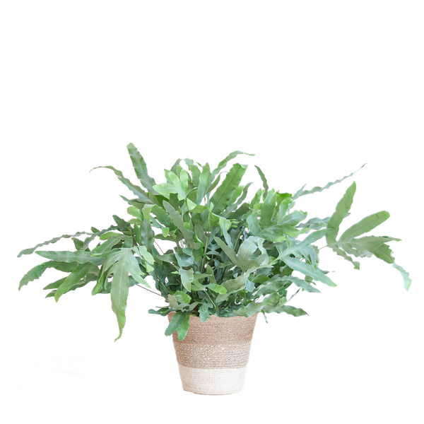Phlebodium Aureum 'Blue Star' - Blauwvaren - met Mand Lissabon wit - ↕40cm - Ø17cm