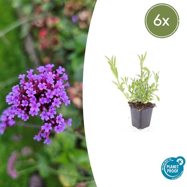 Verbena Bonariensis - IJzerhard - ↕10-25cm - Ø9cm - Borderplant - 6x