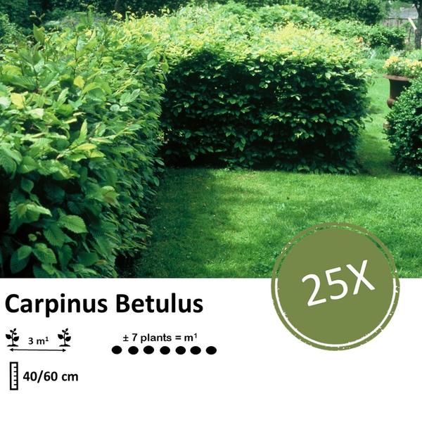 Carpinus Betulus - Haagbeuk - blote wortel - ↕40/60 - 25x