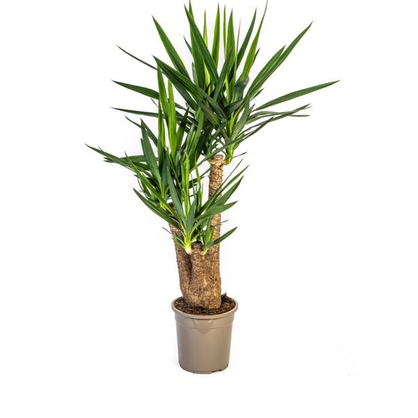 Yucca Elephantipes -↕90-100cm - Ø24cm