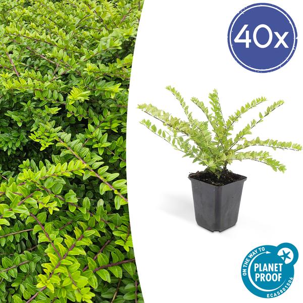 Lonicera Nitida 'Maigrün' - Kamperfoelie - ↕10-25cm - Ø9cm - Borderplant - 40x