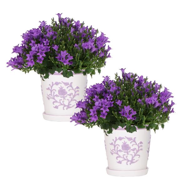 Campanula Addenda Ambella Intense purple in Malaga sierpotten - 2x - Ø12cm - vaste plant - winterhard