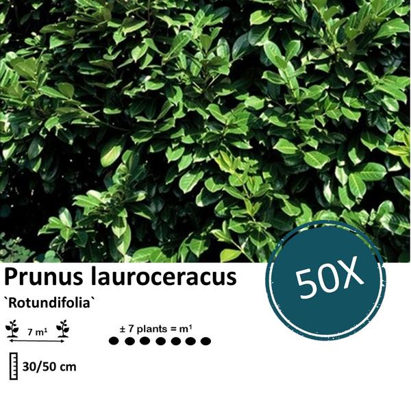 Prunus laurocerasus `Rotundifolia`- Laurierkers - ↕30-50cm - blote wortel - 50x