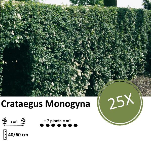 Crataegus Monogyna - Eenstijlige Meidoorn - Blote wortel - ↕40-160cm - 25x