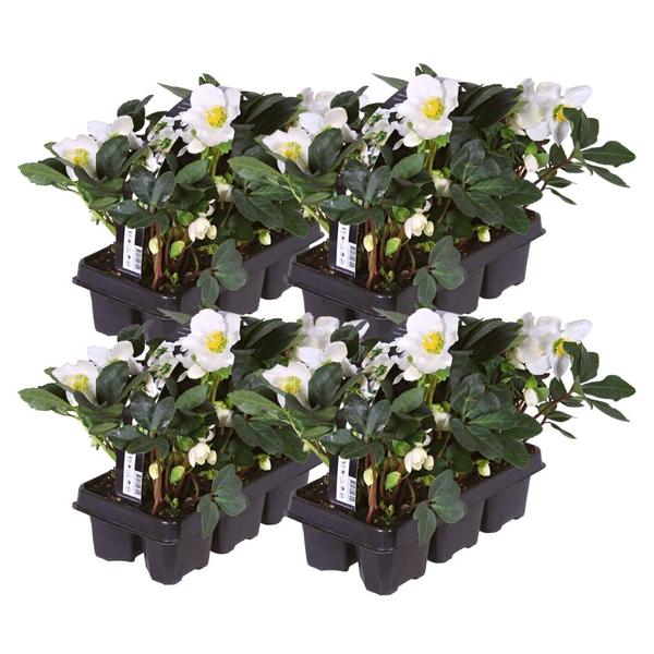 Kerstroos planten | 24x Helleborus niger 'Christmas Carol' - ↕20cm - Ø7cm