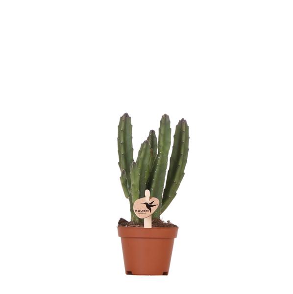 Stapelia - groene kamerplant - Vetplant - Ø6cm - Kolibri Greens