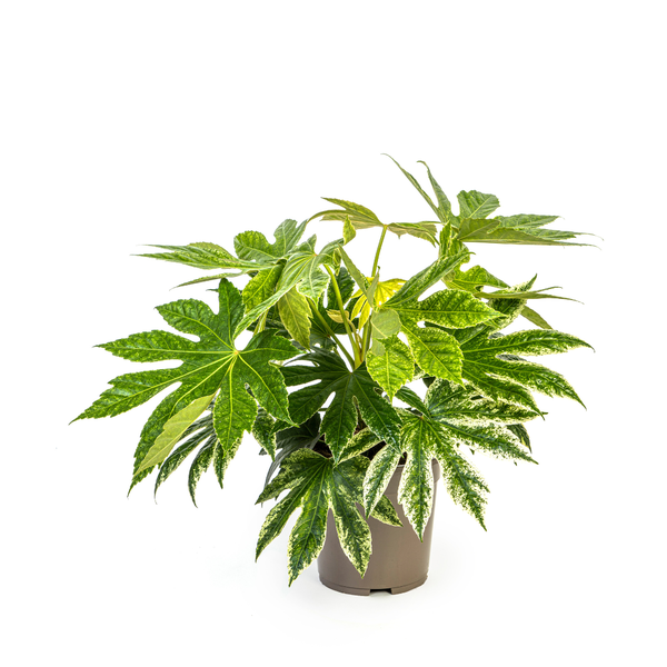 Fatsia Japonica Spider's Web - Vingerplant - ↕45cm - Ø19cm