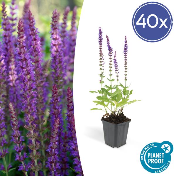 Salvia Nemorosa 'Ostfriesland' - Bossalie - ↕10-25cm - Ø9cm - Borderplant - 40x