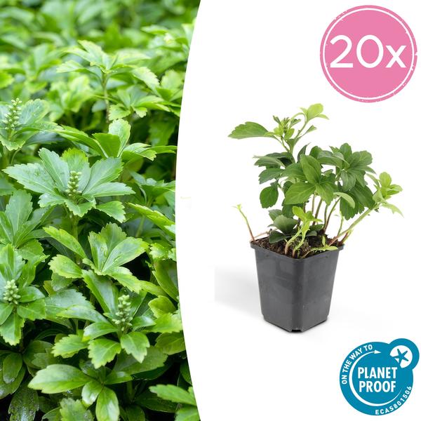 Pachysandra Terminalis 'Green Carpet' - Schaduwkruid - ↕10-25cm - Ø9cm - Bodembedekker - 20x