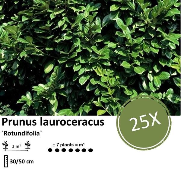Prunus lauroceracus `Rotundifolia`- Laurierkers - ↕30-50cm - blote wortel - 25x