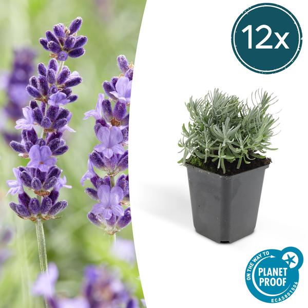 Lavandula 'Hidcote' - ↕10-25cm - Ø9cm - Lavendel - Borderplant - 12x