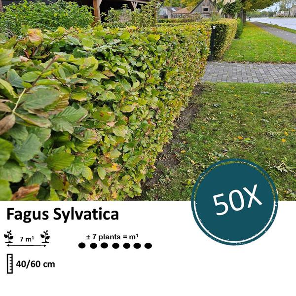Fagus Sylvatica - Beukenhaag - Blote wortel - ↕40-60cm - 50x