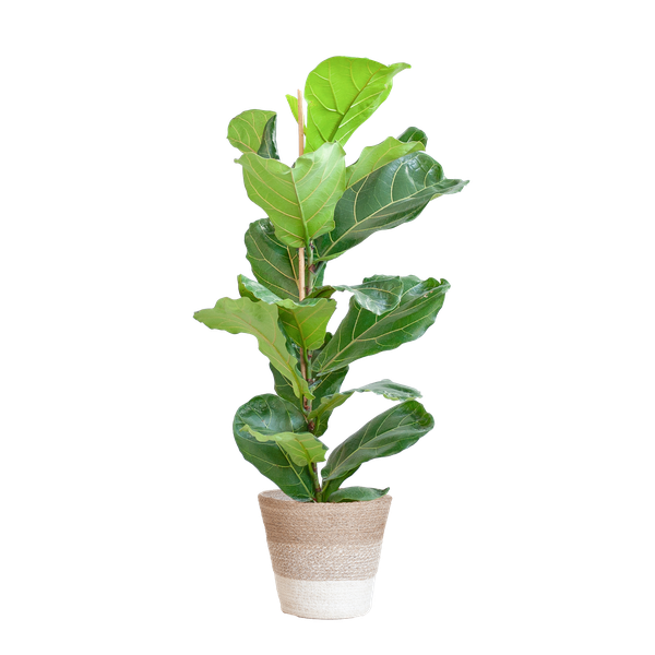 Ficus Lyrata met Mand Lissabon wit - ↕80cm - Ø21cm