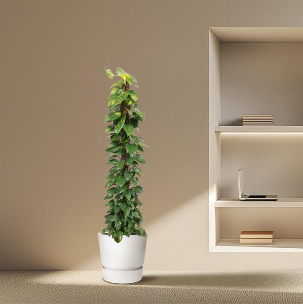 Epipremnum Aureum mosstok - ↕180cm - Ø34cm