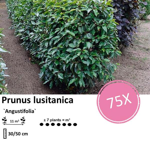 Prunus lusitanica `Angustifolia`- Laurierkers - ↕30-50cm - blote wortel - 75x
