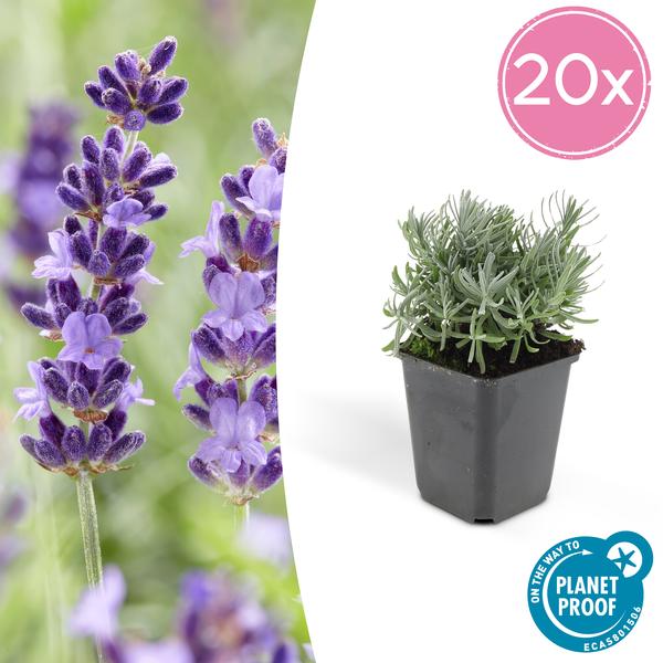 Lavandula 'Hidcote' - ↕10-25cm - Ø9cm - Lavendel - Borderplant - 20x