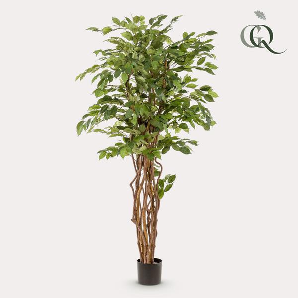 Kunstplant - Ficus liana - Vioolbladplant - ↕170cm
