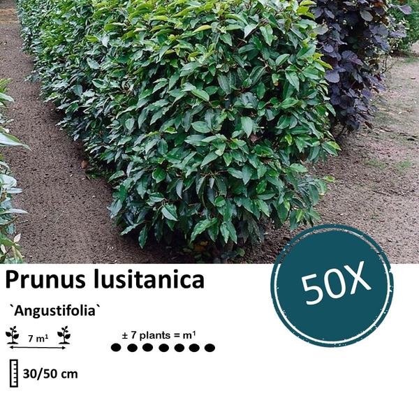 Prunus lusitanica `Angustifolia`- Laurierkers - ↕30-50cm - blote wortel - 50x