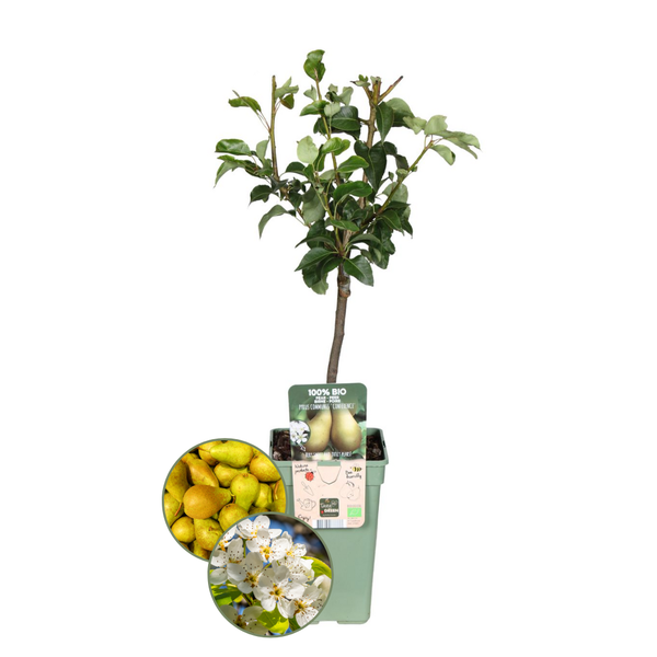 Perenboom Pyrus Biologisch - 1x - ↕60cm - Ø20cm