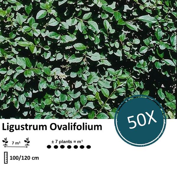 Ligustrum Ovalifolium - Blote wortel - ↕100-120cm - 50x