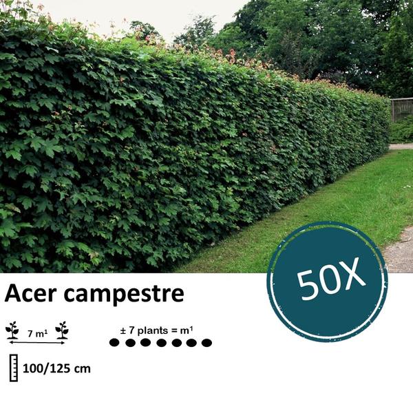 Acer Campestre - Veldesdoorn - blote wortel - ↕100-125cm - 50x