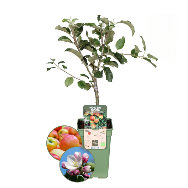 Appelboom Malus - Biologisch - 1x - ↕60cm - Ø20cm