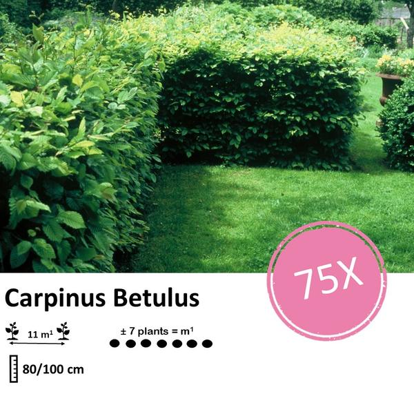 Carpinus Betulus - Haagbeuk - blote wortel - ↕80/100 - 75x