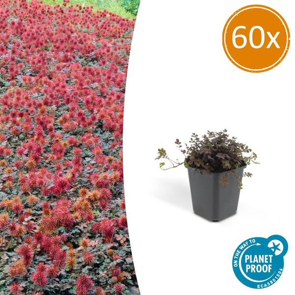 Acaena microphylla 'Kupferteppich' - Stekelnootje - ↕10-25cm - Ø9cm - Bodembedekker - 60x