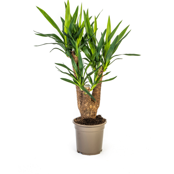 Yucca Elephantipes - ↕65cm - Ø21cm