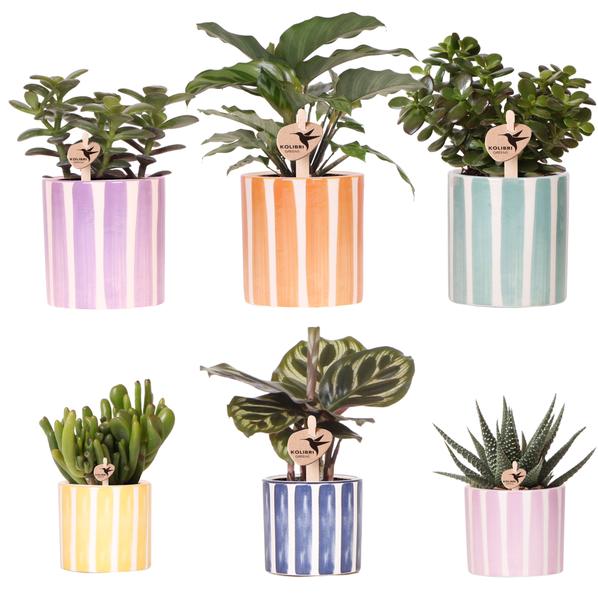 Mix van groene planten + Painted Stripe sierpotten - Ø9cm & Ø6cm - Kolibri Greens