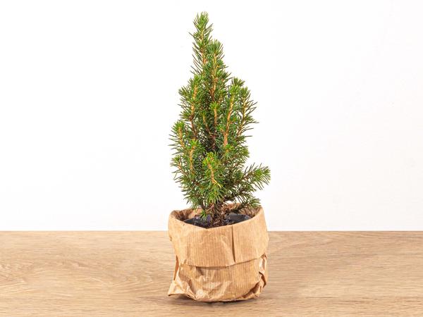 Baby Christmas tree - Picea Glauca Perfecta - ↕15-20 cm - Ø6cm -