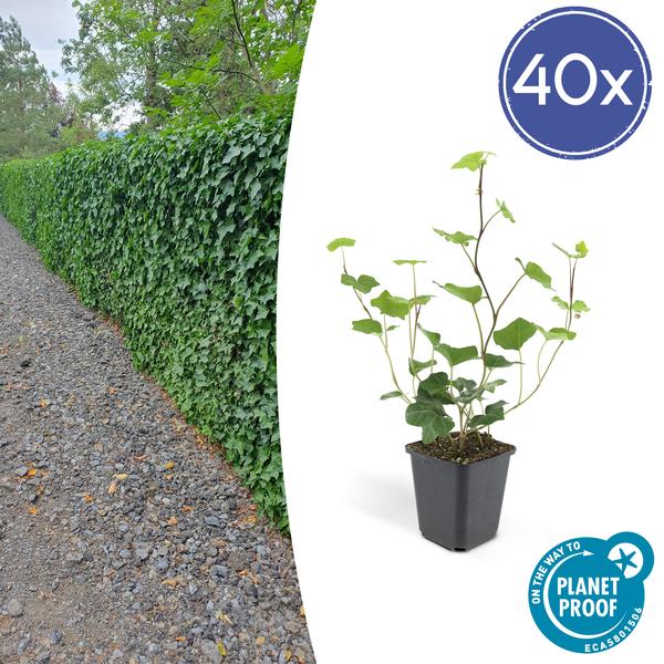 Hedera Hibernica - ↕10-25cm - Ø9cm - Klimop - Bodembedekker - 40x