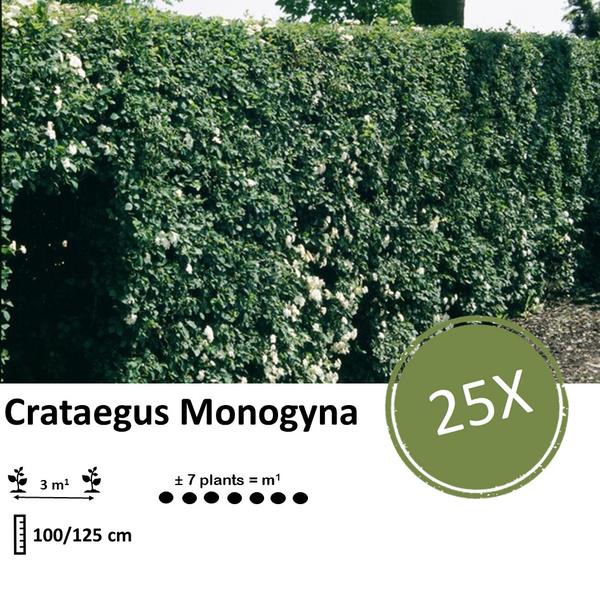 Crataegus Monogyna - Eenstijlige Meidoorn - Blote wortel - ↕100-125cm - 25x