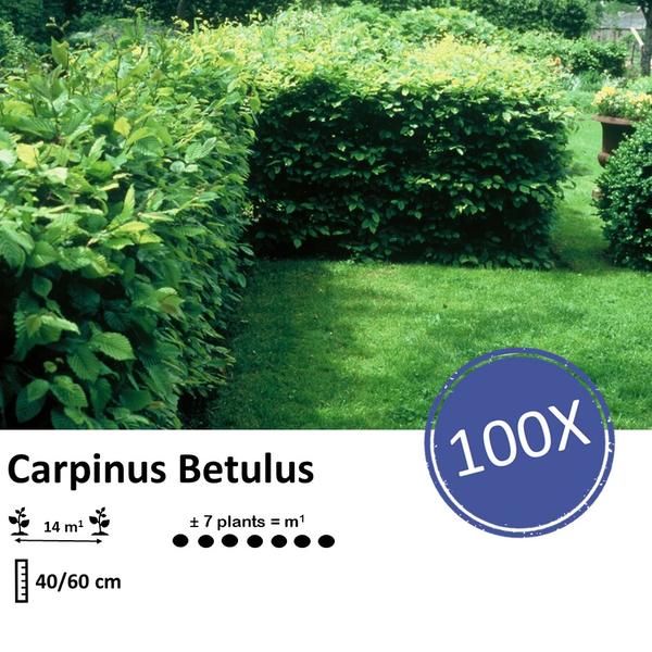 Carpinus Betulus - Haagbeuk - blote wortel - ↕40/60 - 100x