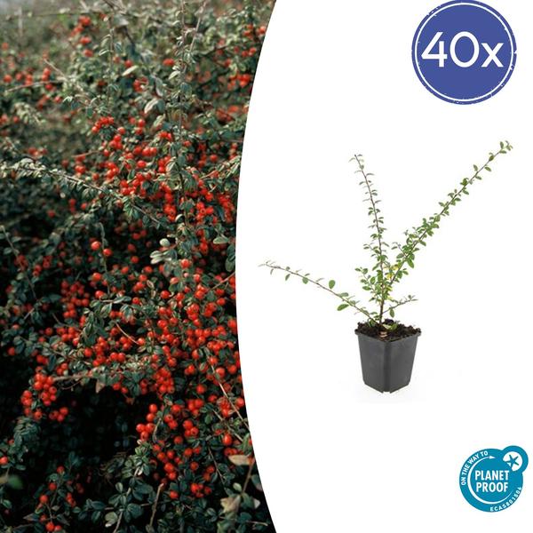 Cotoneaster Suecicus 'Coral Beauty' - ↕10-25cm - Ø9cm - Bodembedekker - Borderplant - 40x