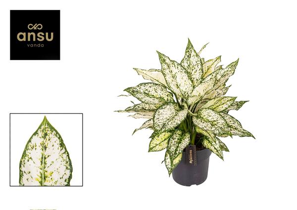 Aglaonema White Kiwi - ↕40cm - Ø19cm