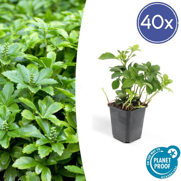 Pachysandra Terminalis 'Green Carpet' - Schaduwkruid - ↕10-25cm - Ø9cm - Bodembedekker - 40x