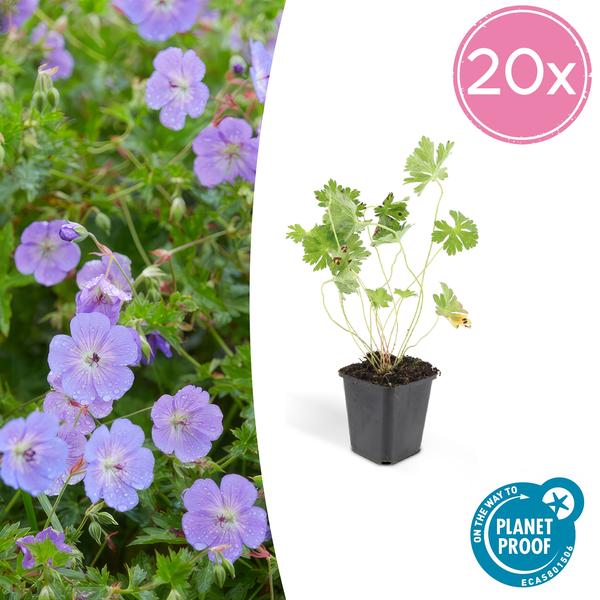 Geranium Rozanne - ↕10-25cm - Ø9cm - Ooievaarsbek - Bodembedekker - 20x