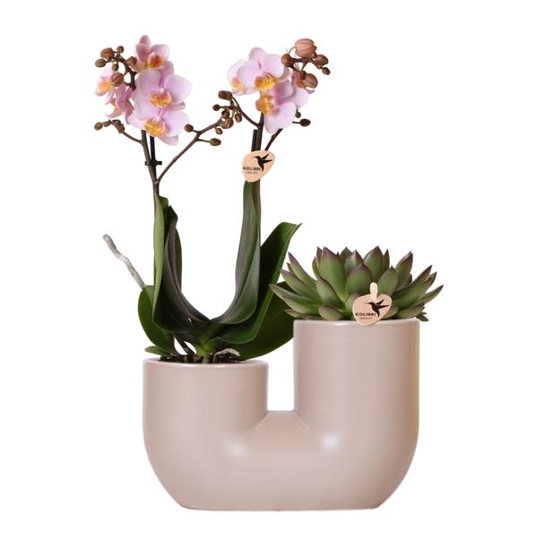 Roze orchidee set Andorra en Succulent in Tube sierpot Sand - Ø9cm - Bloeiende kamerplant - Kolibri Orchids