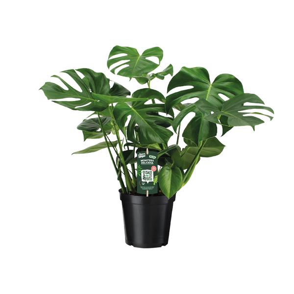 Monstera Deliciosa - Gatenplant - ↕65cm - Ø21cm