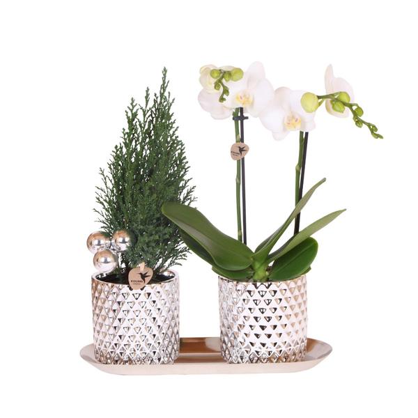Plantenset Diamond Pearl Kerst Zilver - Witte Phalaenopsis Orchidee Amabilis + Mini Kerstboom incl. keramieken sierpotten op dienblad